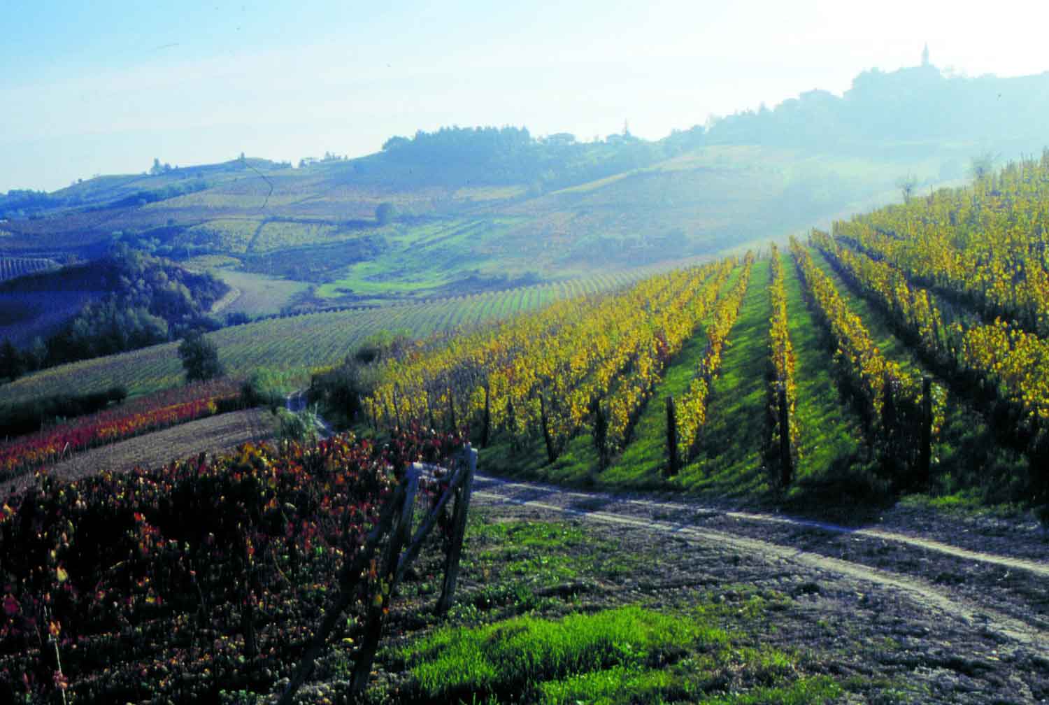 Gelate Notturne Danni A Vigne Frutteti E Noccioleti