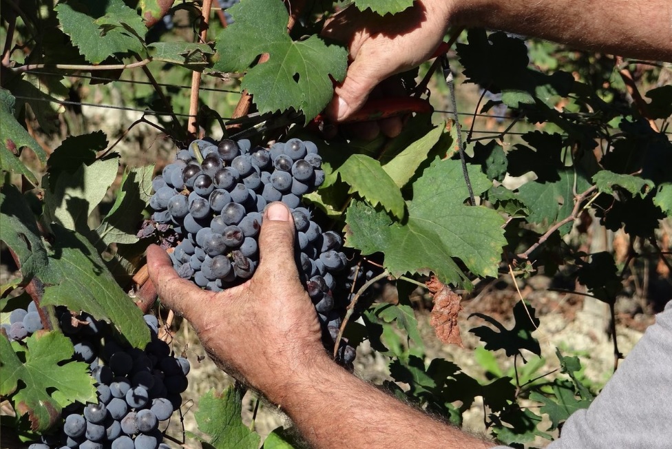 Vinitaly 2017: Medaglia di Cangrande all’azienda Beccaria di Ozzano