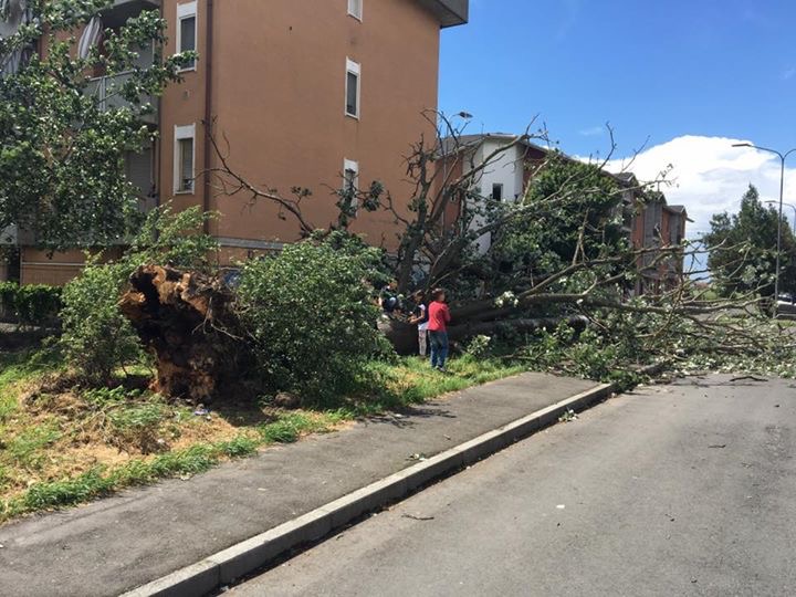 Decine di chiamate per alberi e rami spezzati dal vento