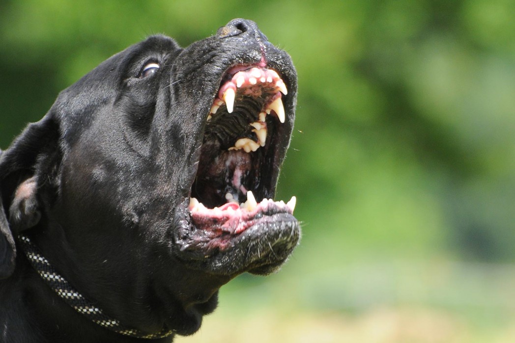 Corana: donna muore dopo aggressione di un pitbull