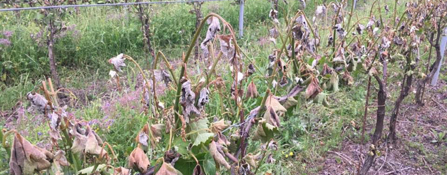 Coldiretti preoccupata per il gelo improvviso: “Rischio per verdure e ortaggi”