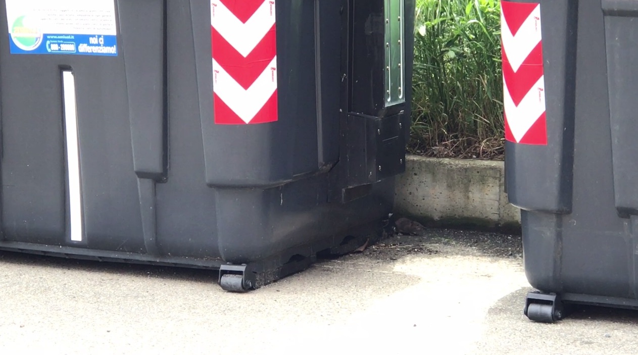 Topi vicino ai cassonetti di via Vecchia Torino ad Alessandria