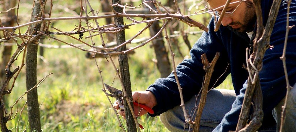 “Quatar Pass per Timurass” un’intera giornata dedicata al vino dei Colli Tortonesi
