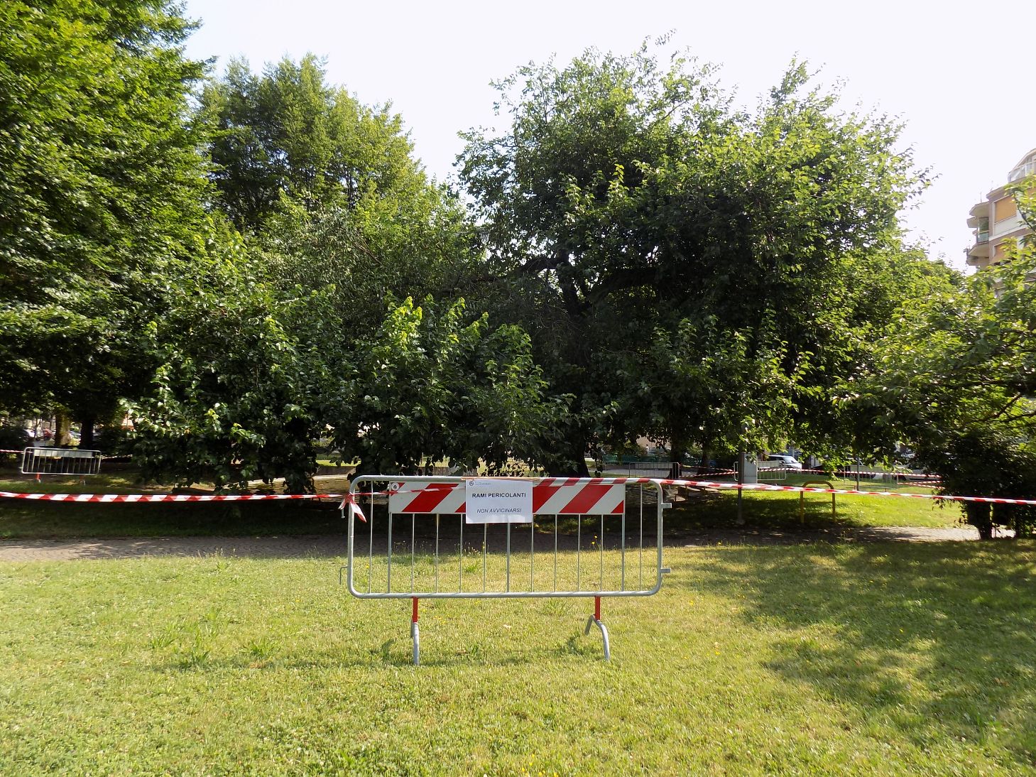Rimozione rami pericolanti in piazza Martiri a Casale