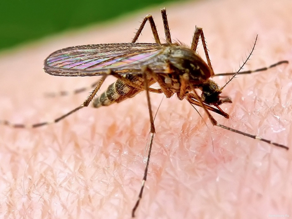 Caso febbre del Nilo: Casale chiede alla Regione di intensificare gli interventi anti zanzare