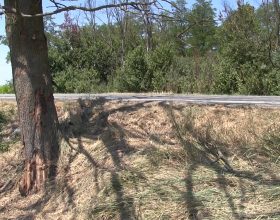 Impatto mortale contro un albero: tre uomini perdono la vita