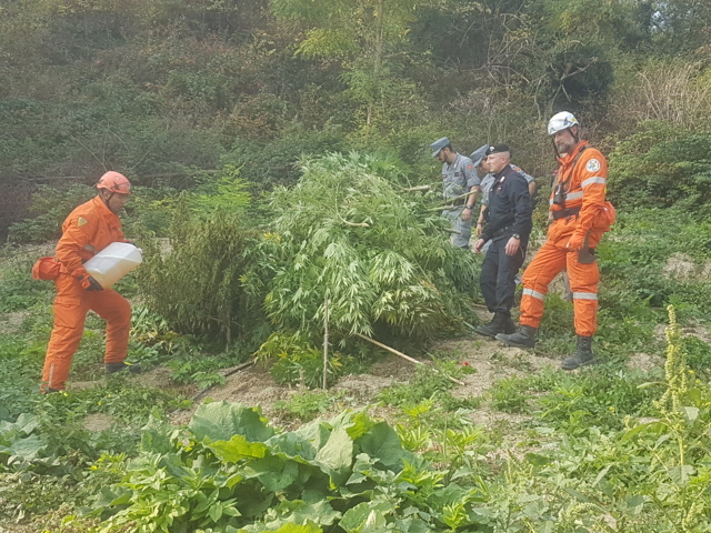 Scoperta e distrutta piantagione di canapa da 2 milioni di euro