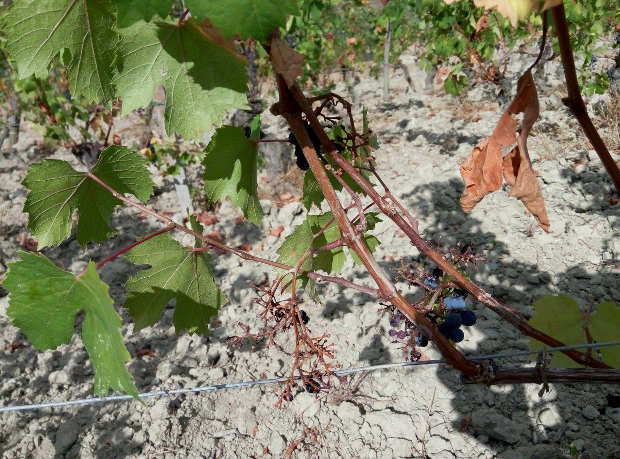 Fauna selvatica: protestano gli agricoltori ma anche l’Atc