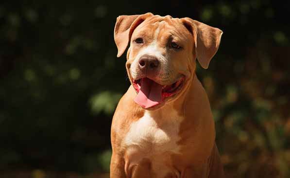 Calci e pugni al pitbull: nei guai il padrone