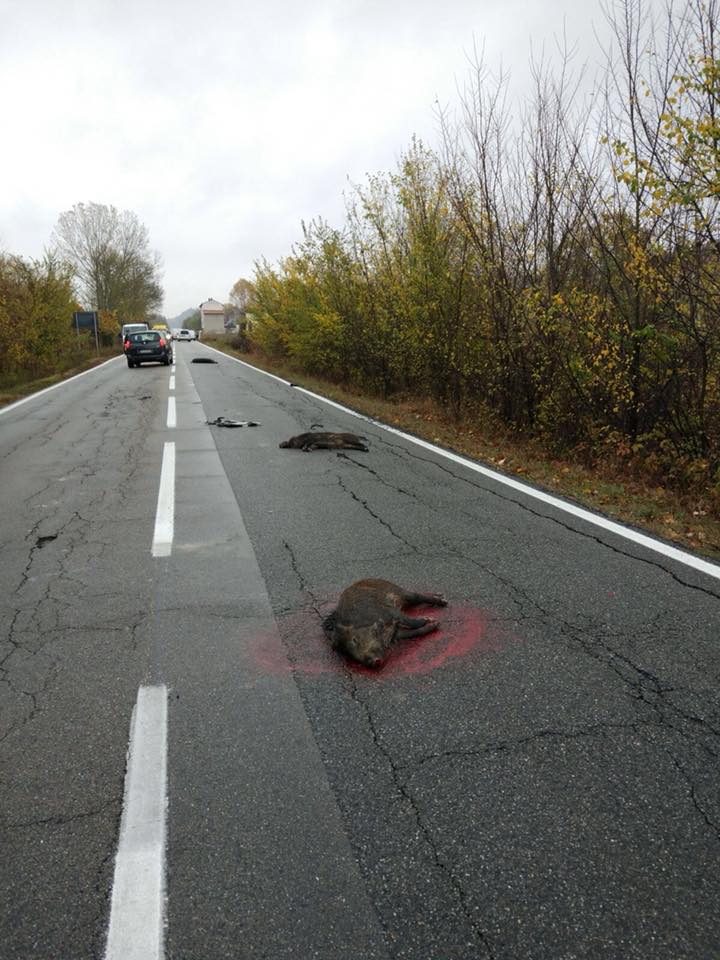 Ozzano Un Solo Furgone Investe Tre Cinghiali In Un Colpo