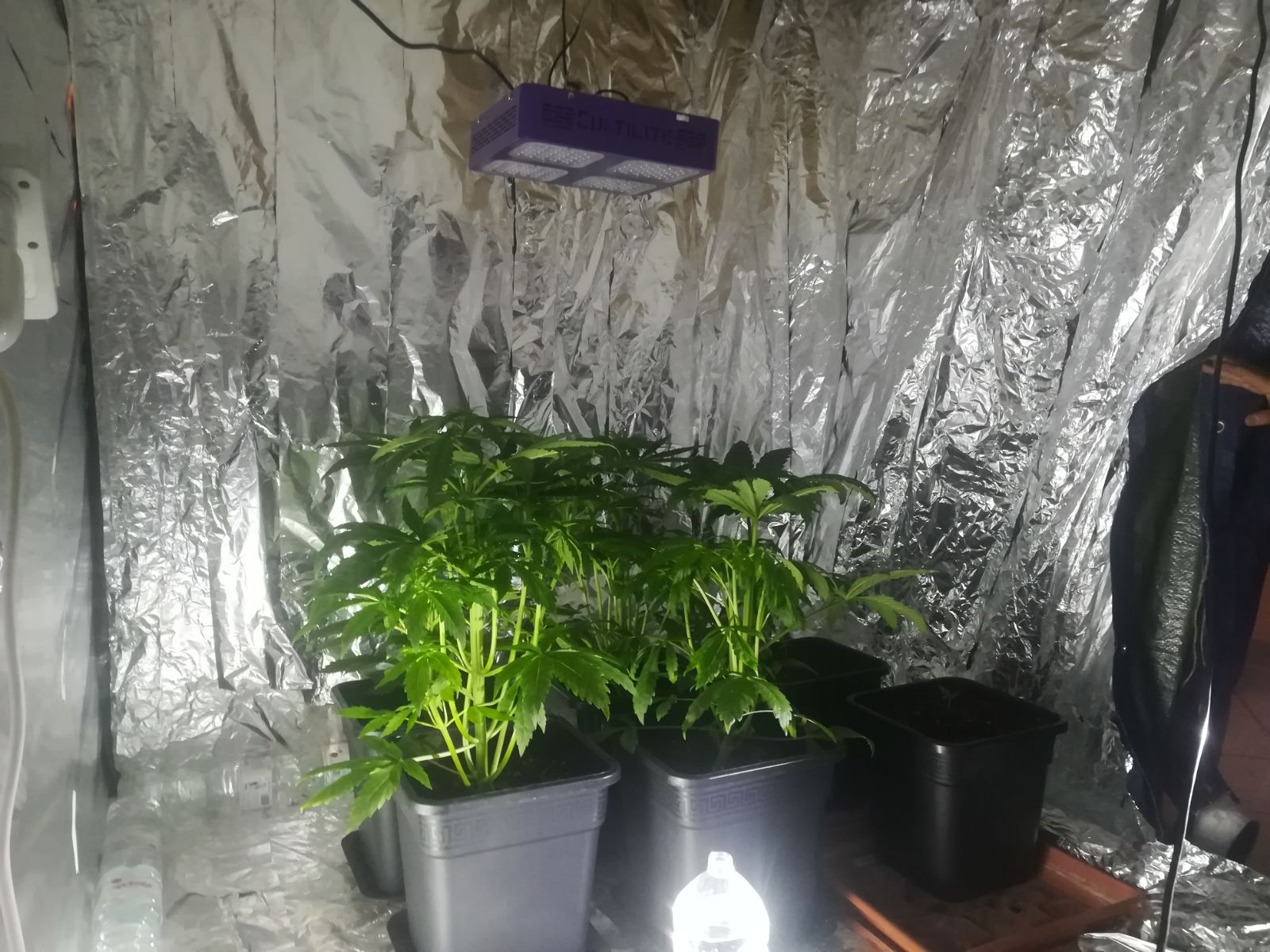 Coltivava marijuana in casa. Scoperto dagli agenti delle Volanti