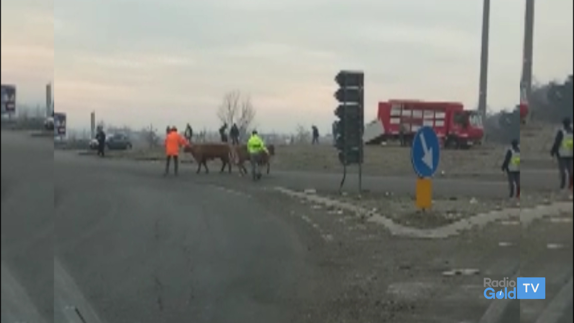 Camion perde il carico: animali in strada a San Michele