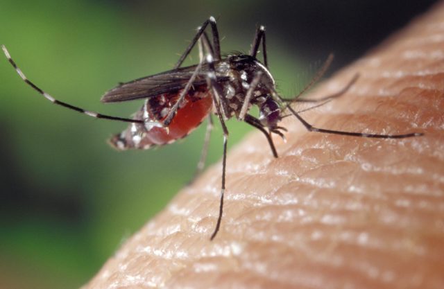 Quarantuno Comuni del Monferrato uniti nella lotta alle zanzare