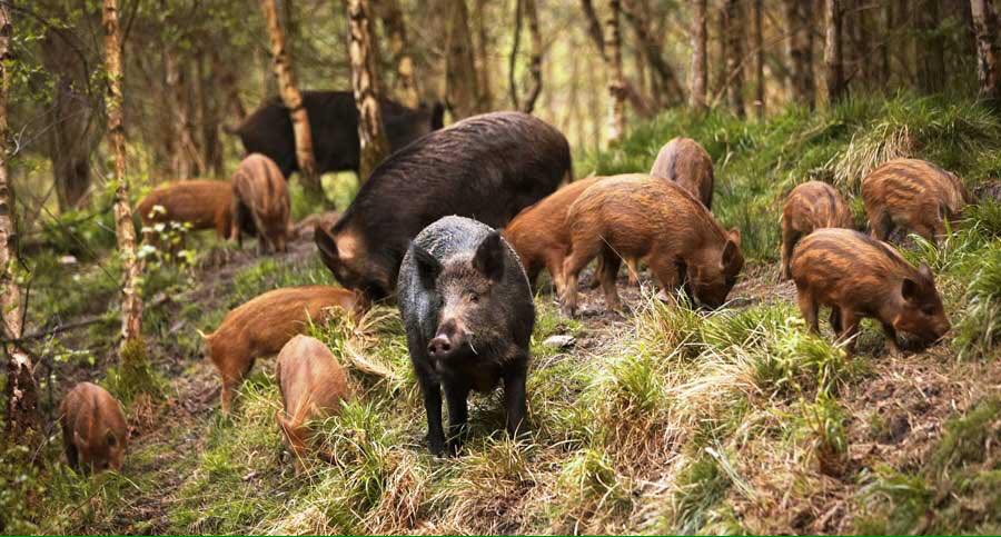 Fauna selvatica: la protesta degli agricoltori Cia in Regione