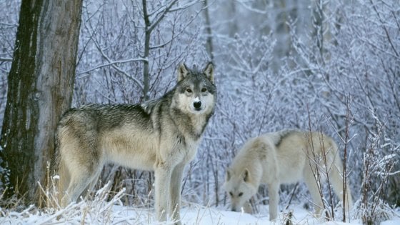 Lupi uccisi e decapitati a Tortona: LNDC Animal Protection presenta denuncia