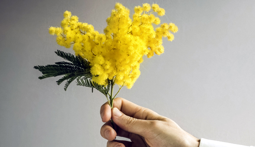 Festa della donna: mimosa simbolo che resiste