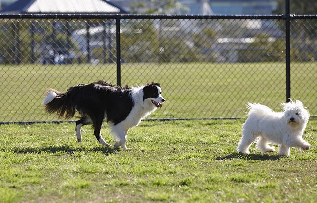 Entro la fine dell’anno quattro nuove aree cani ad Acqui