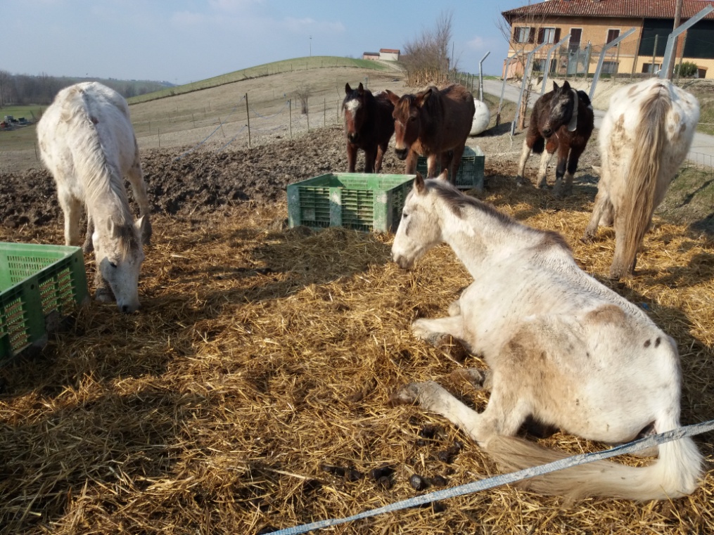 In centro ippico cavalli e asini in mezzo a fango ed escrementi