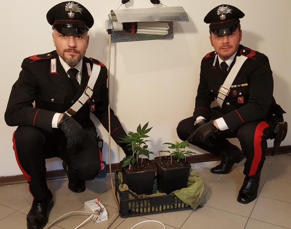 Coltivava piante di marijuana a insaputa del proprietario di casa