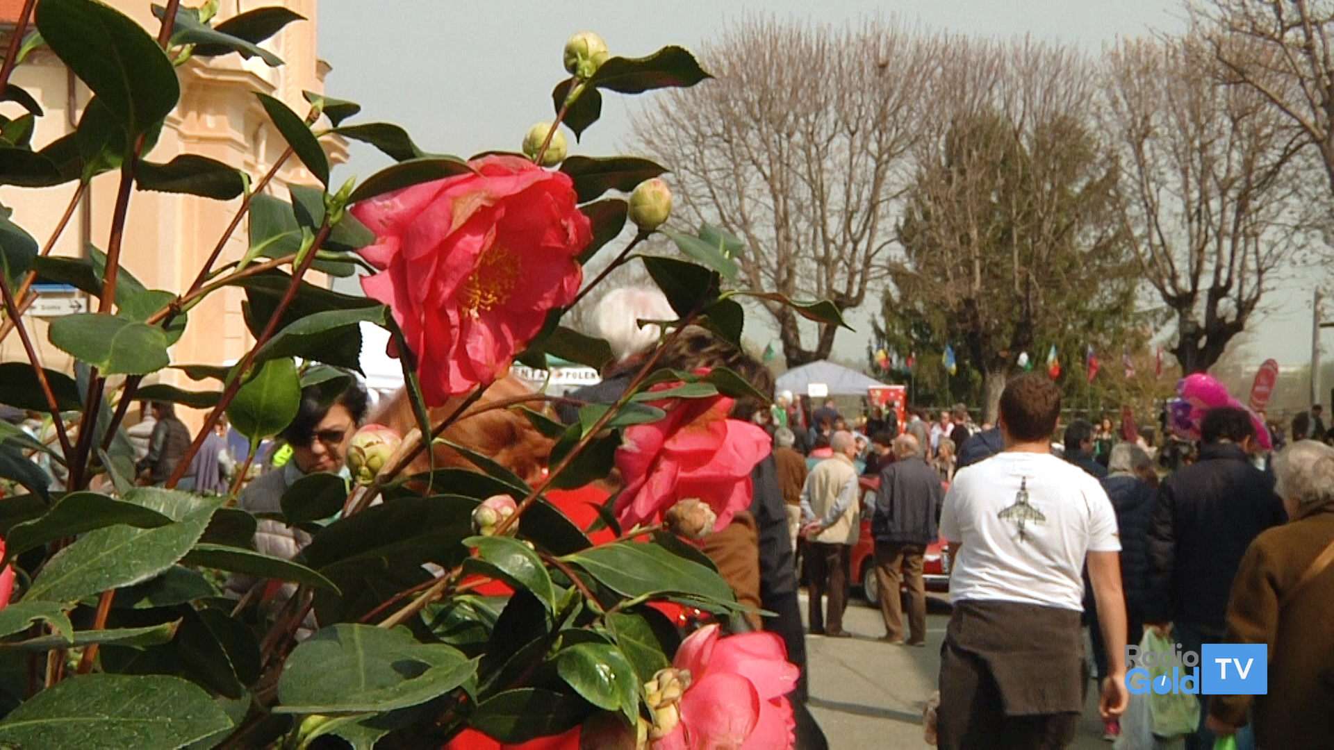 Questa domenica 7 aprile Frascaro è in fiore