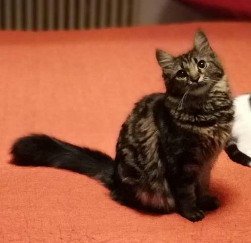 Aiutiamo la gattina Pipu a ritrovare i suoi padroni