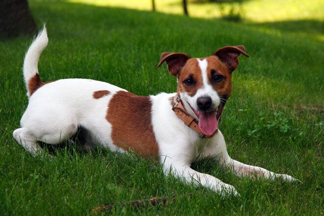 La proprietaria dei tre cani sequestrati: “non li ho abbandonati”