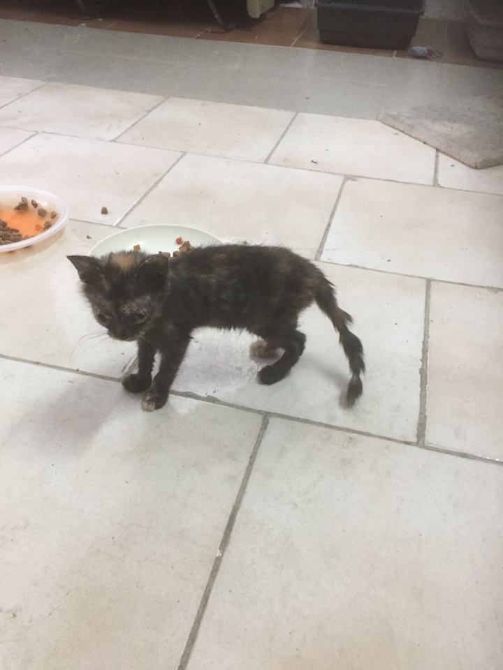 Teneva 21 gatti in casa. Denunciata per maltrattamento di animali