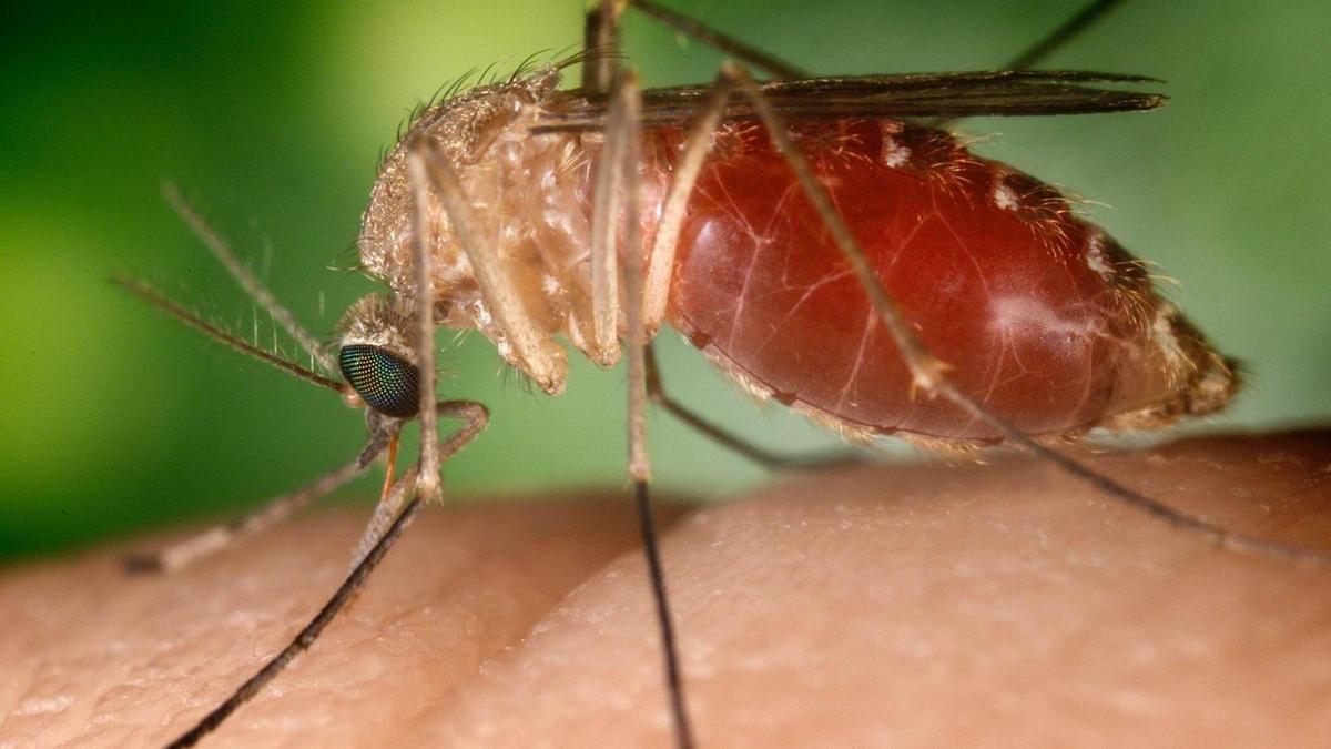 La Regione sul virus del Nilo: “In Piemonte situazione sotto controllo”