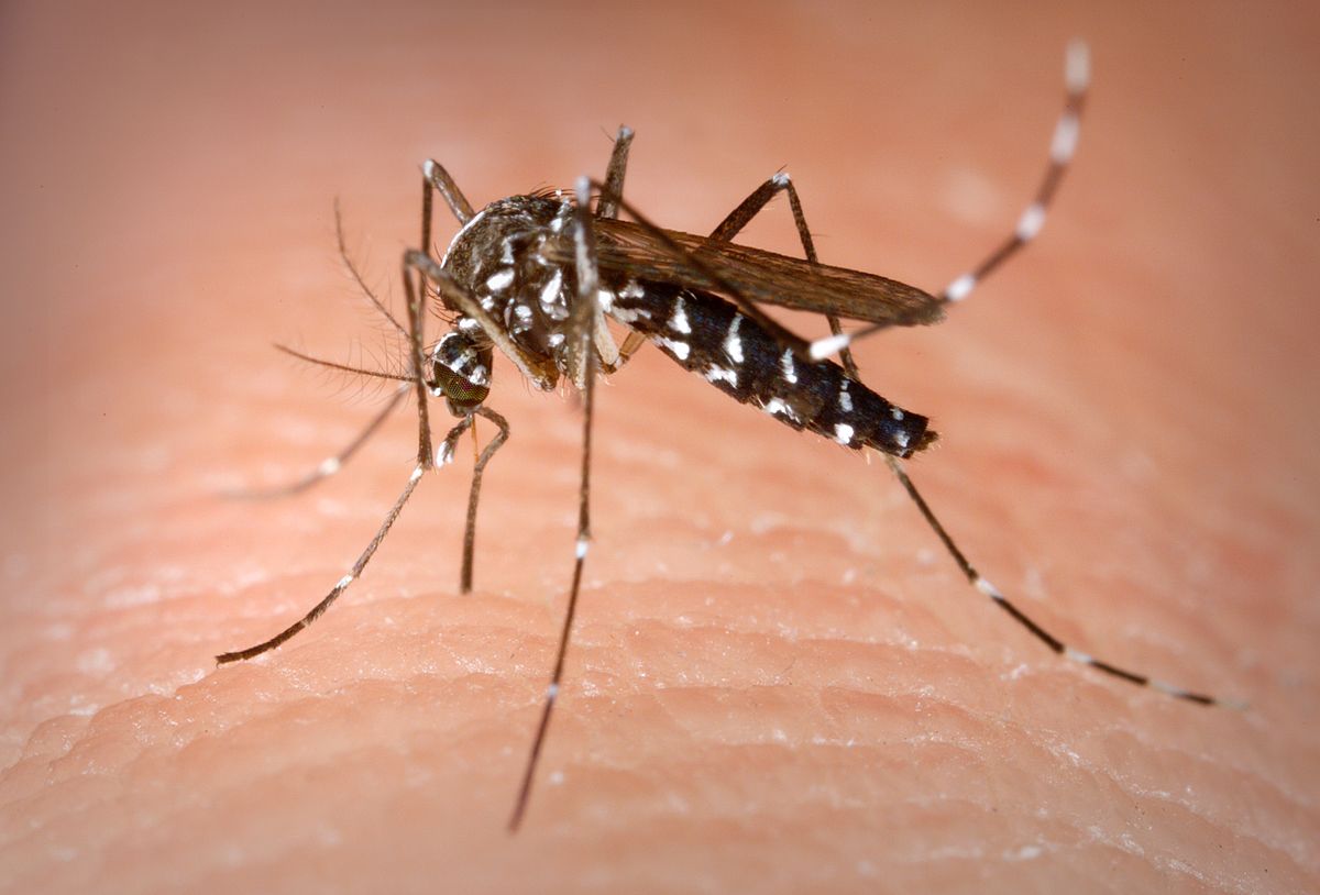A Valenza via alla lotta alle zanzare: ecco come fare prevenzione