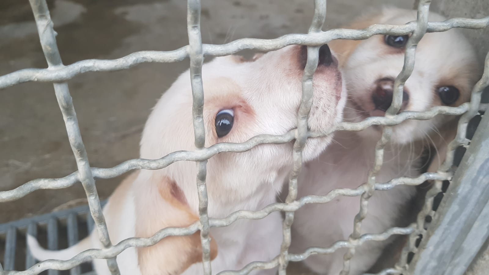 Canile Acqui: 63 cani hanno una nuova casa ma altri ospiti vi aspettano