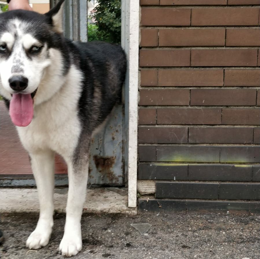 Cane incastrato in una porta: liberato dai Vigili Urbani