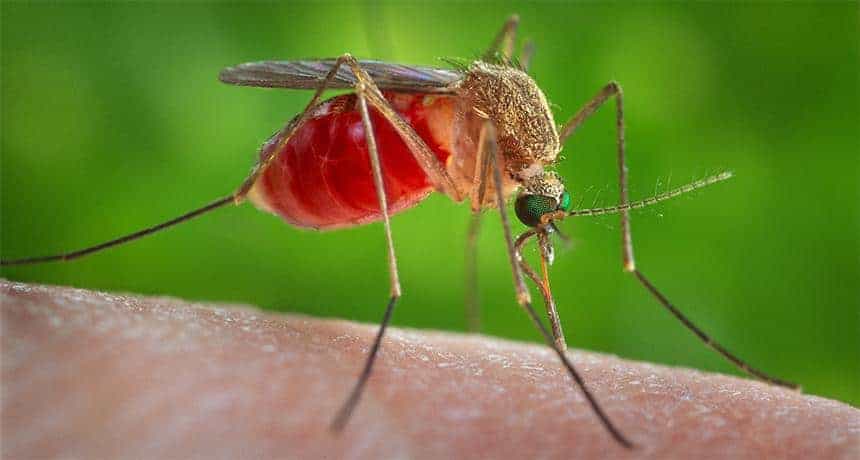 Caso di West Nile Virus a Valmacca, uomo ricoverato. Sindaco: “Torna a casa presto, situazione sotto controllo”