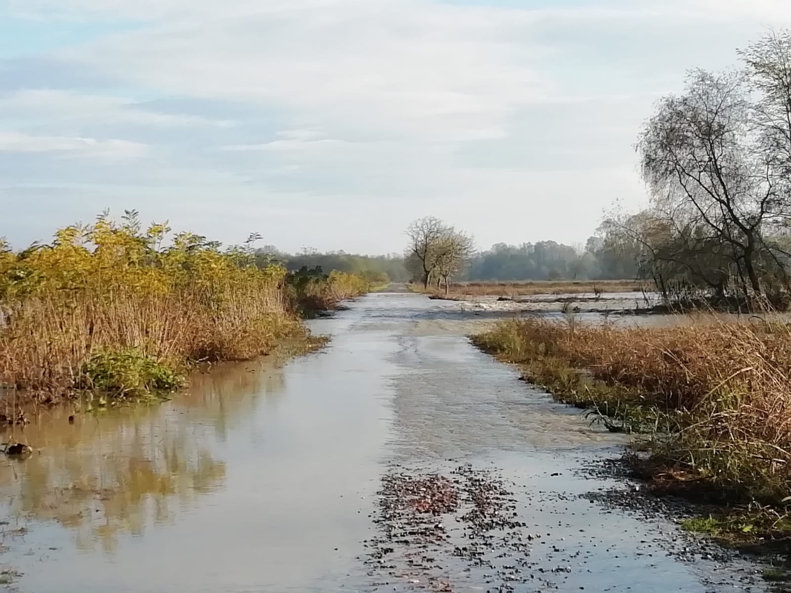 Piena del Po sommerge campi e strada a Piagera di Gabiano