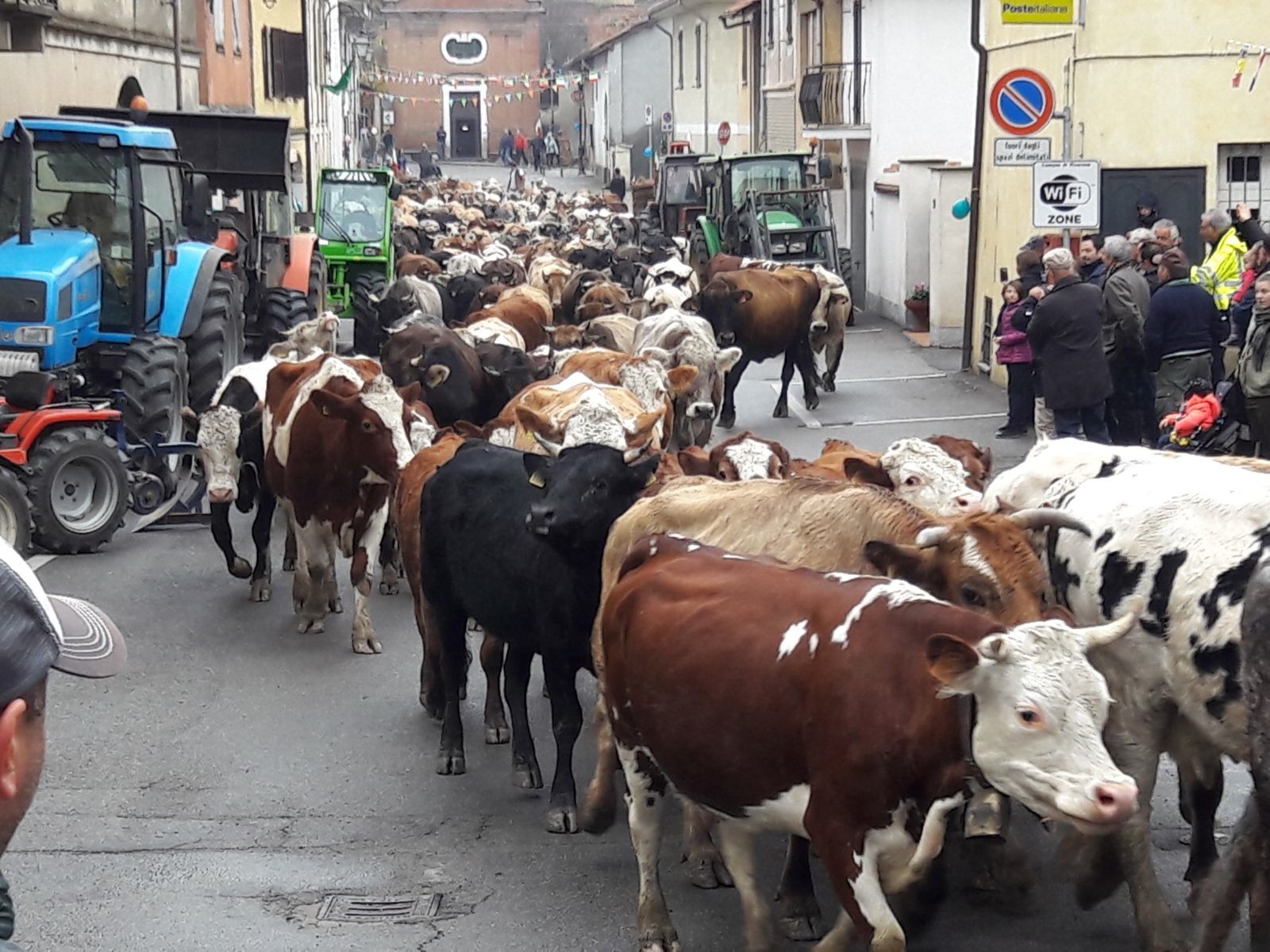 Domenica Rivarone festeggia l’arrivo delle mucche