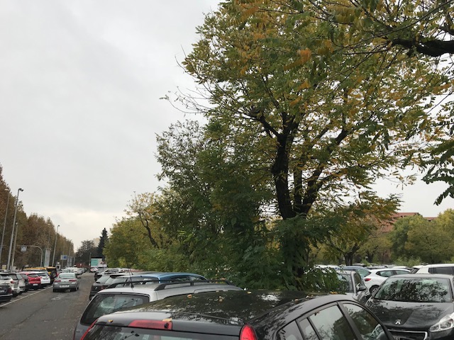 Piazzale Berlinguer: al via taglio alberi per liberare lo sguardo delle telecamere
