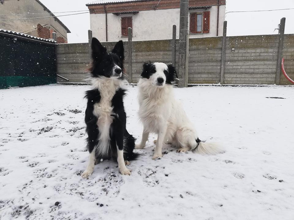 La neve in provincia di Alessandria. Le vostre foto