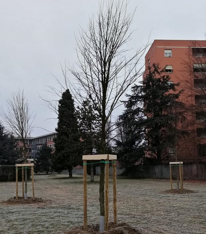 Oltre 100 nuove piante ad Alessandria. Assessore: “Promessa rispettata”