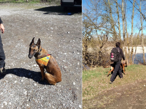 Bocconi mortali scoperti dal cane antiveleno. Bonificate aree a Tortona e Gavi