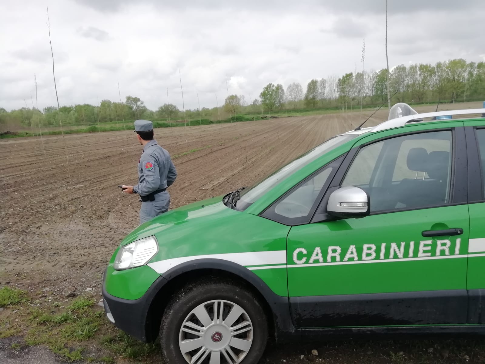 Distrugge bosco di latifoglie protetto per trasformarlo in pioppeto. Denunciato