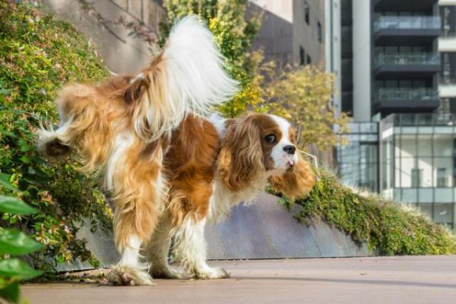 A Casale obbligatoria la bottiglietta per pulire la pipì del cane