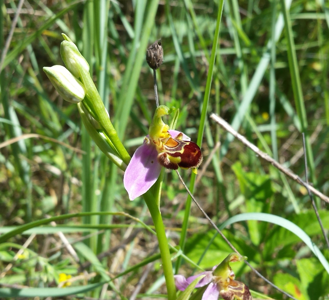 Decine di orchidee in un mare di verde: domenica una passeggiata imperdibile a Pecetto