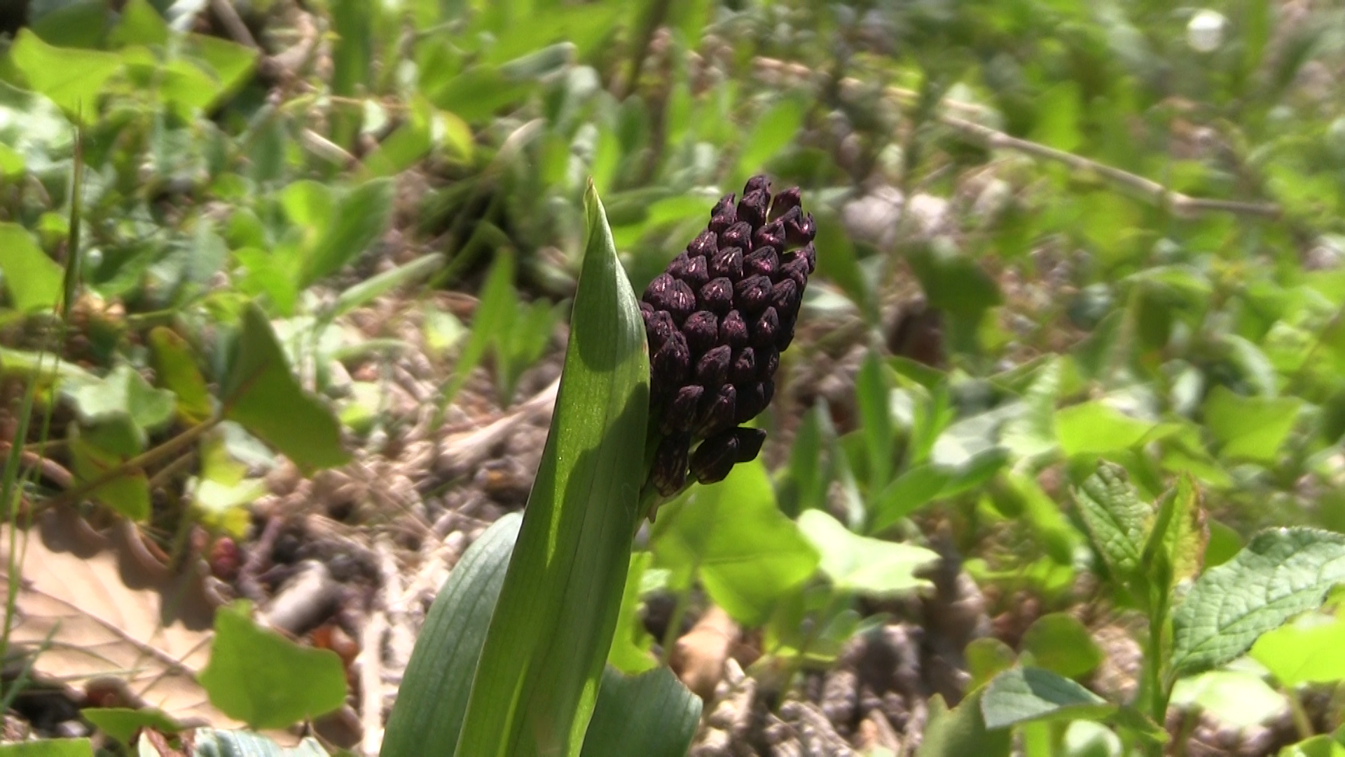 A Vignale la “Passeggiata delle orchidee”