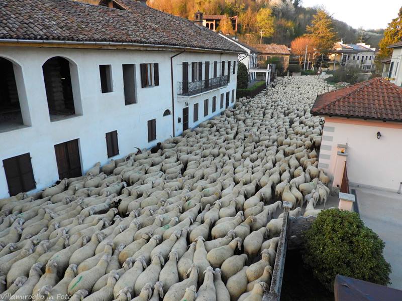 Un mare bianco tra le colline del Monferrato: la bellezza della transumanza