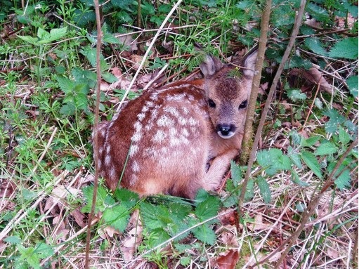 Provincia rinnova l’appello: “Non toccate i cuccioli di capriolo”