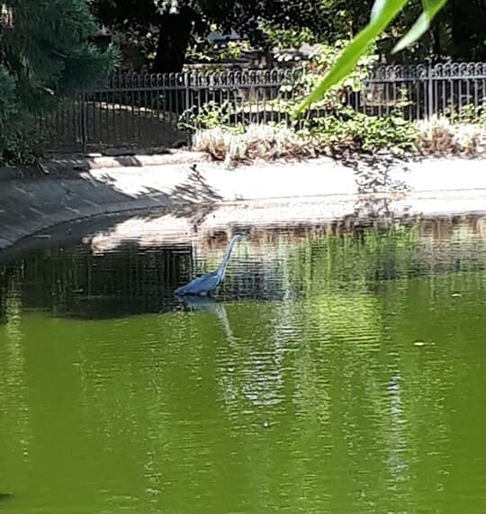 Cigni e anatraccoli senz’acqua a Ovada: tutti si mobilitano per risolvere il problema