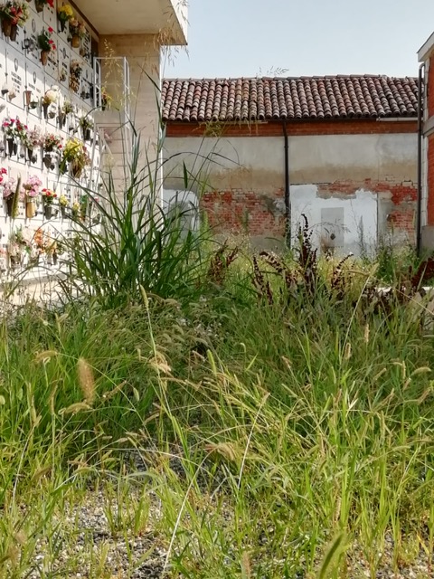 L’erba invade marciapiedi, parchi “e soffoca persino le lapidi nei cimiteri”