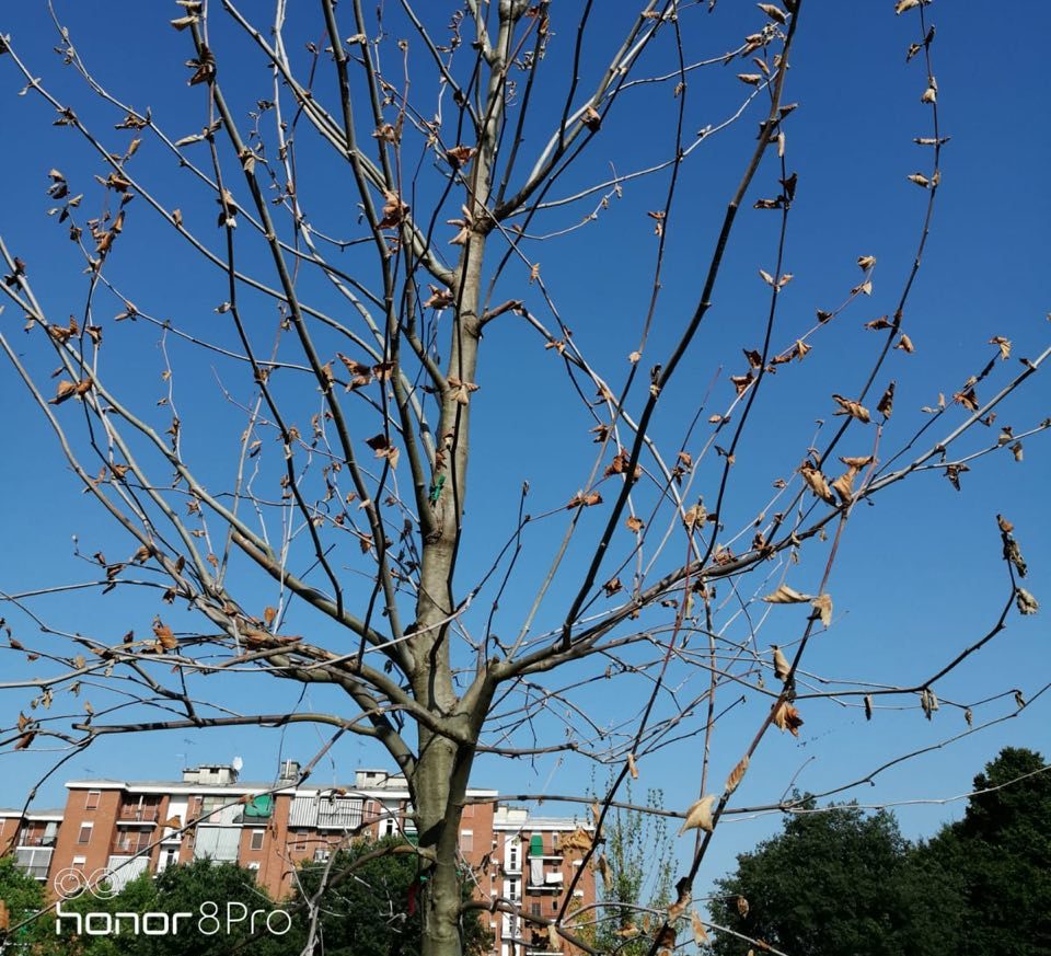 Il Movimento 5 stelle preoccupato per i 100 alberi “abbandonati”