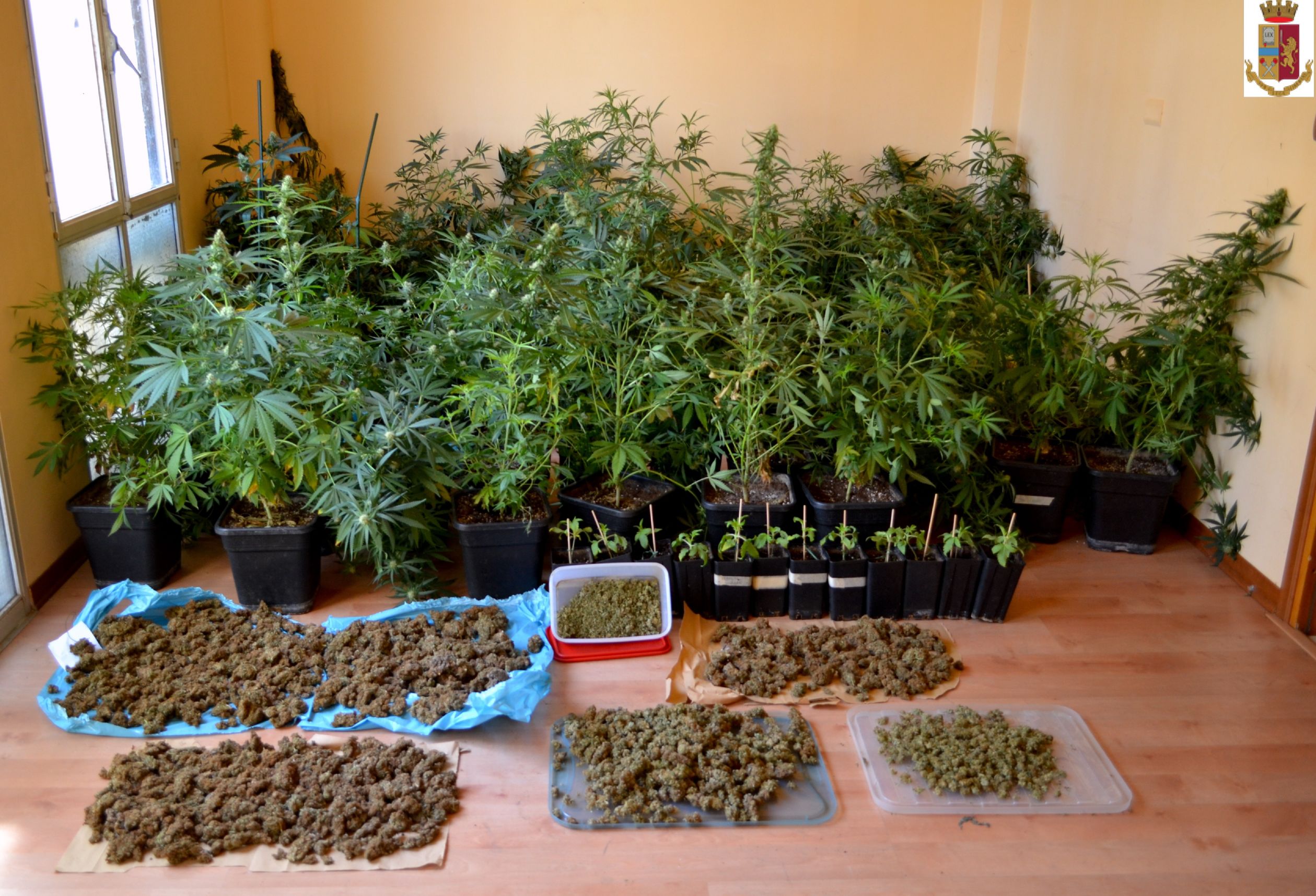 Piantagione di canapa e marijuana in casa: arrestato imprenditore monferrino