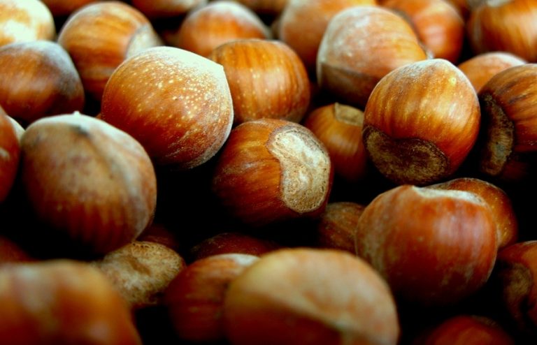 Nocciola, la preoccupazione di Cia Piemonte: “Siccità e prezzi bassi. Servono quotazioni differenziate”