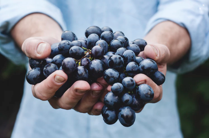 Ecco le misure della Cia per sostenere le aziende del comparto vino in ginocchio per il coronavirus